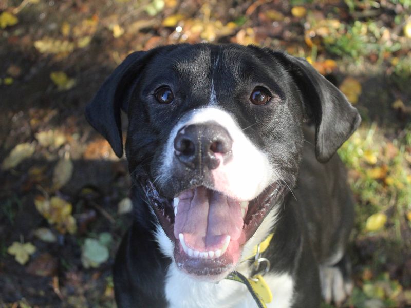 Staffordshire Bull Terrier for adoption in Glasgow, Scotland – 2 years old - Image 1 of 4