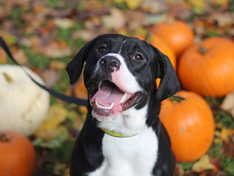 Staffordshire Bull Terrier for adoption in Glasgow, Scotland – 2 years old - Image 4 of 4