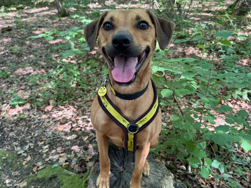 Daisy | Crossbreed | Canterbury - 1
