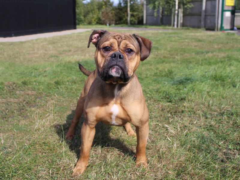 English Bulldog for adoption in Sadberge, Co Durham – 2 years old - Image 3 of 3