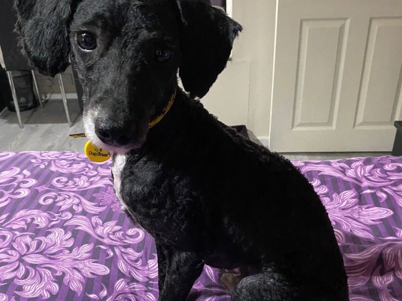 Poodle for adoption in Manchester – 2 years old - Image 3 of 5