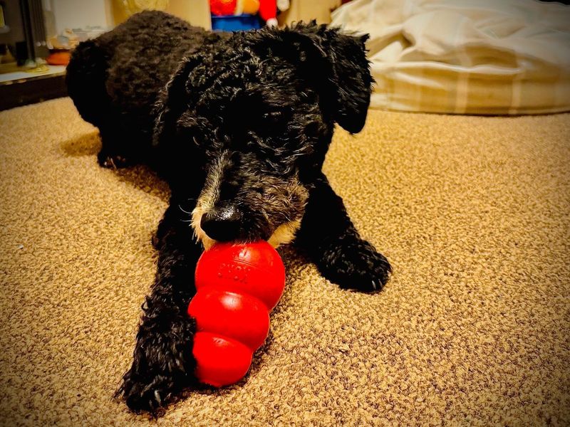 Poodle for adoption in Manchester – 2 years old - Image 4 of 5