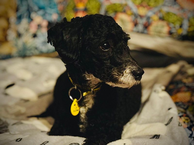Poodle for adoption in Manchester – 2 years old - Image 5 of 5