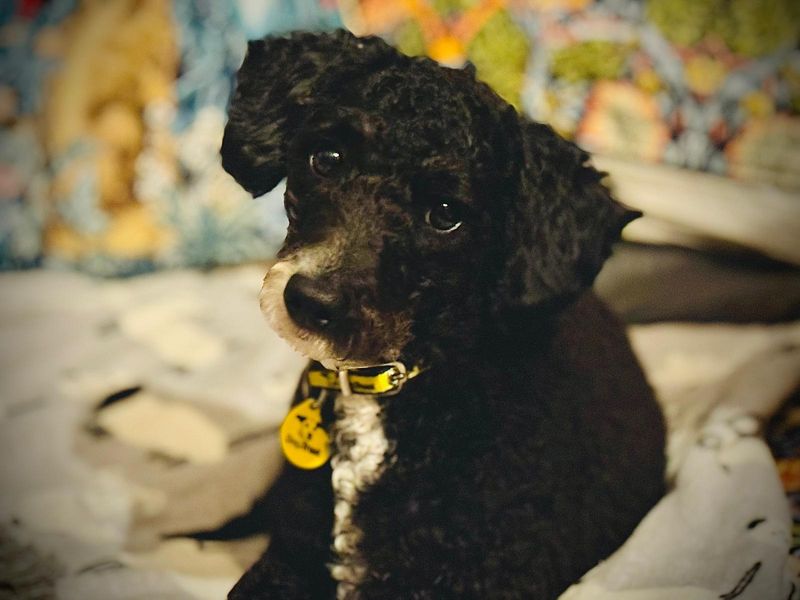Poodle for adoption in Manchester – 2 years old - Image 2 of 5