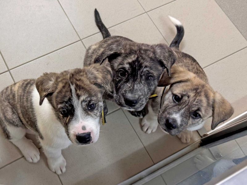 Alaskan Malamute for adoption in Wickford, Essex – 1 year old