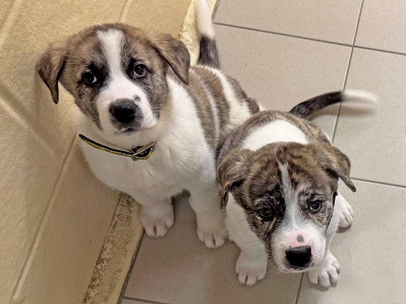 Alaskan Malamute for adoption in Wickford, Essex – 1 year old - Image 3 of 5