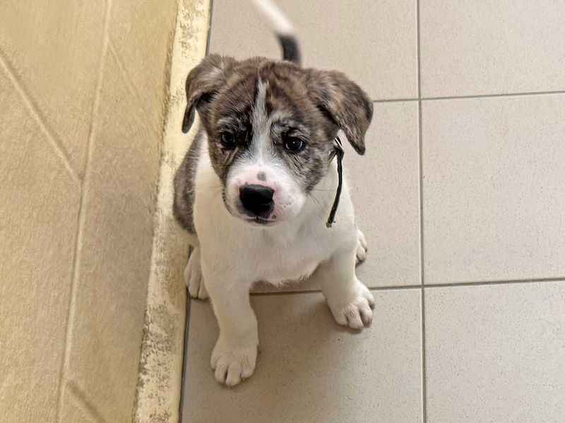 Alaskan Malamute for adoption in Wickford, Essex – 1 year old - Image 2 of 5