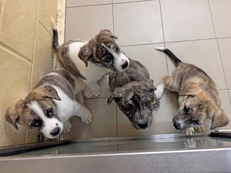 Alaskan Malamute for adoption in Wickford, Essex – 1 year old - Image 4 of 5