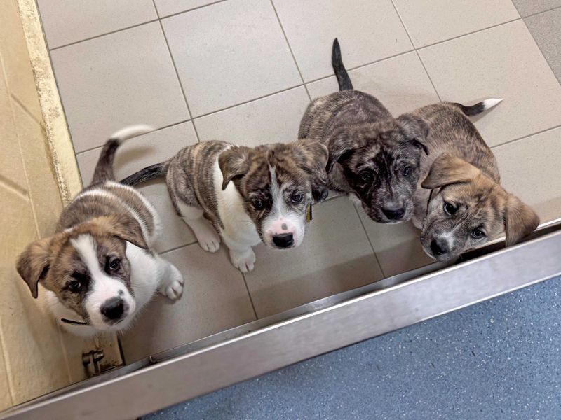 Alaskan Malamute for adoption in Wickford, Essex – 1 year old - Image 5 of 5