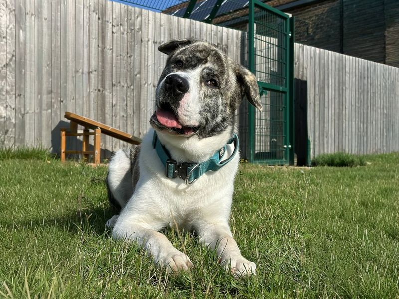 Pocus | Alaskan Malamute Cross | Basildon (Essex) - 1