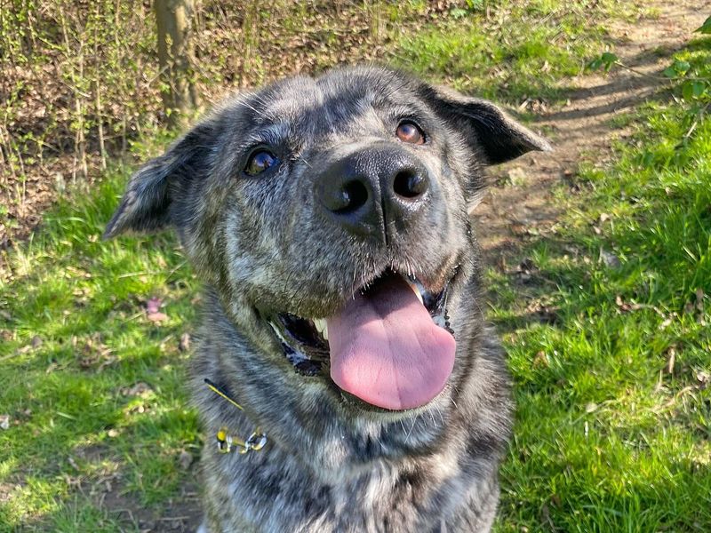Boo | Alaskan Malamute Cross | Basildon (Essex) - 1