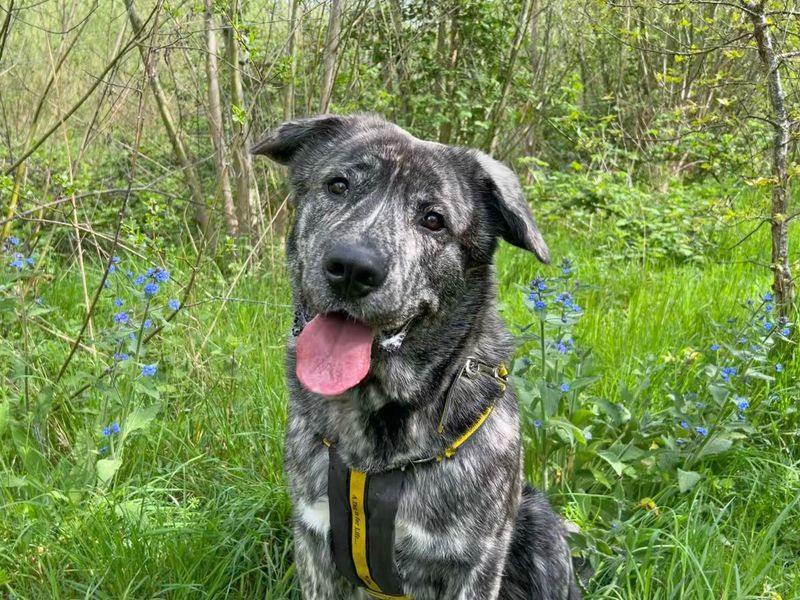 Boo | Alaskan Malamute Cross | Basildon (Essex) - 1