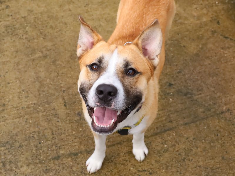 Staffordshire Bull Terrier for adoption in Leeds, Yorkshire – 2 years old - Image 1 of 4