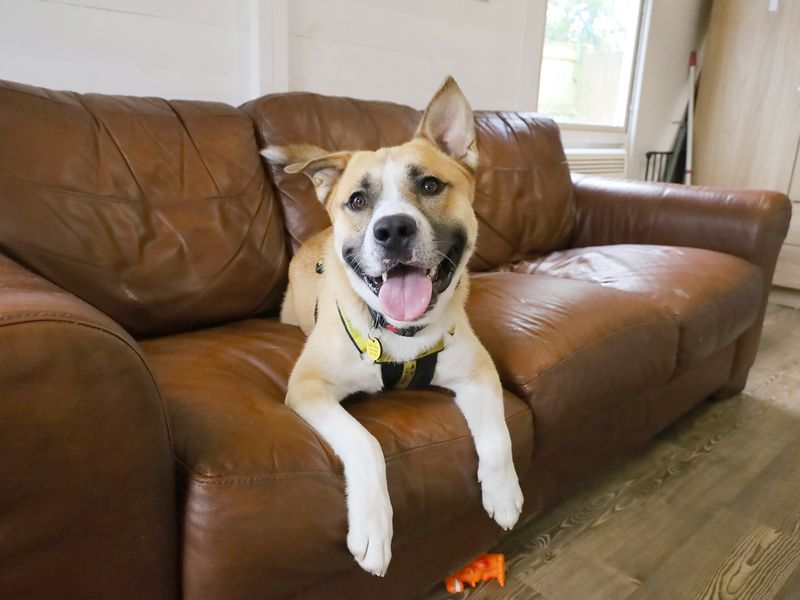 Staffordshire Bull Terrier for adoption in Leeds, Yorkshire – 2 years old - Image 2 of 4