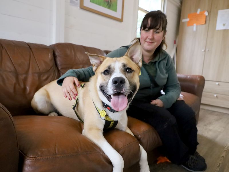 Staffordshire Bull Terrier for adoption in Leeds, Yorkshire – 2 years old - Image 3 of 4