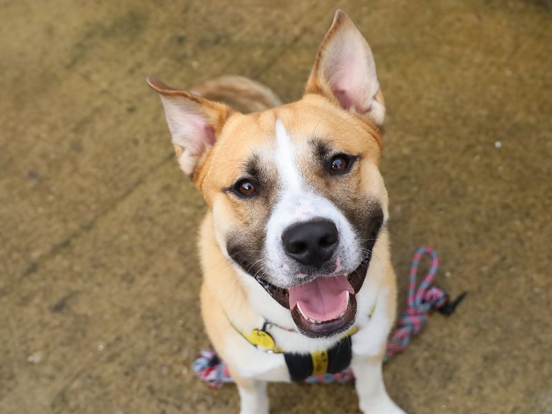 Staffordshire Bull Terrier for adoption in Leeds, Yorkshire – 2 years old - Image 4 of 4