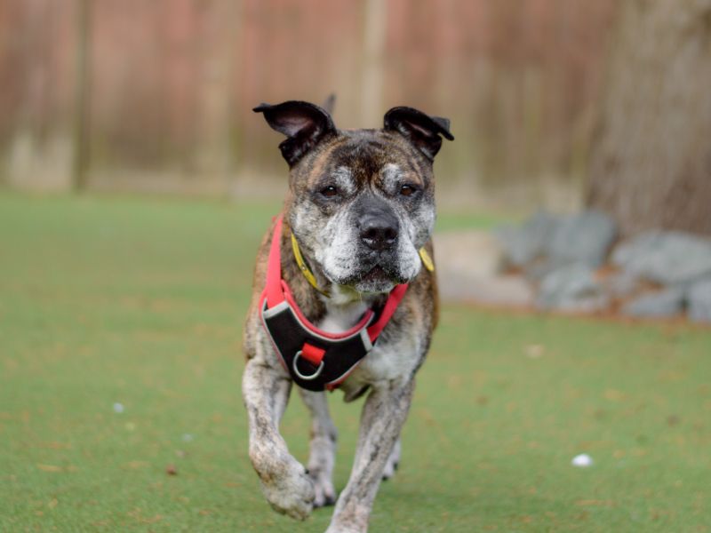 Staffordshire Bull Terrier for adoption in Kenilworth, Warks – 9 years old - Image 2 of 4