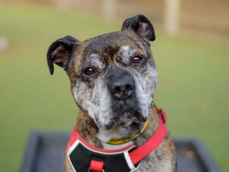 Staffordshire Bull Terrier for adoption in Kenilworth, Warks – 9 years old - Image 1 of 4