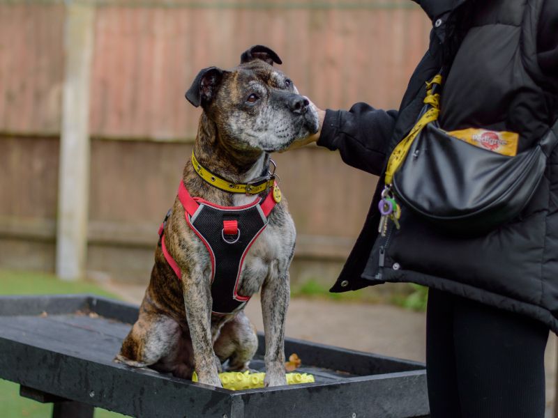 Staffordshire Bull Terrier for adoption in Kenilworth, Warks – 9 years old - Image 4 of 4