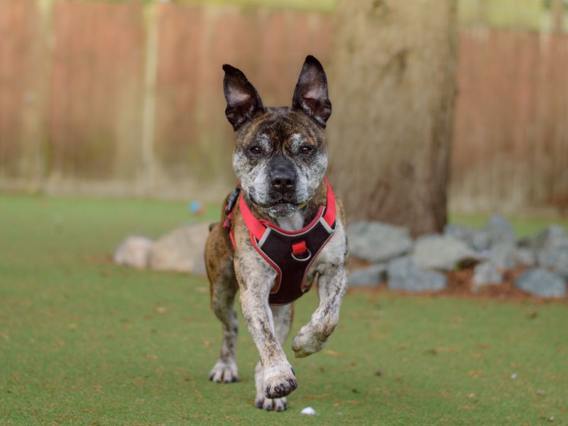 Staffordshire Bull Terrier for adoption in Kenilworth, Warks – 9 years old - Image 3 of 4