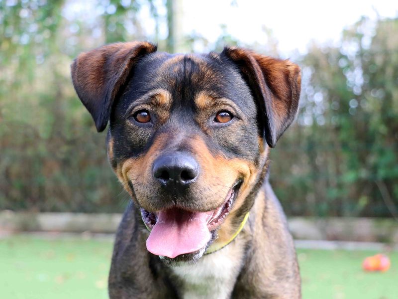 German Shepherd for adoption in Sadberge, Durham – 7 years old - Image 2 of 3