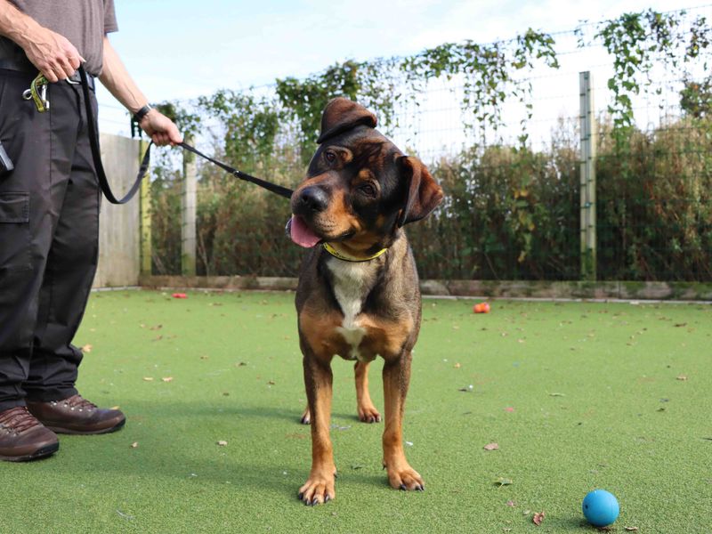 German Shepherd for adoption in Sadberge, Durham – 7 years old - Image 3 of 3