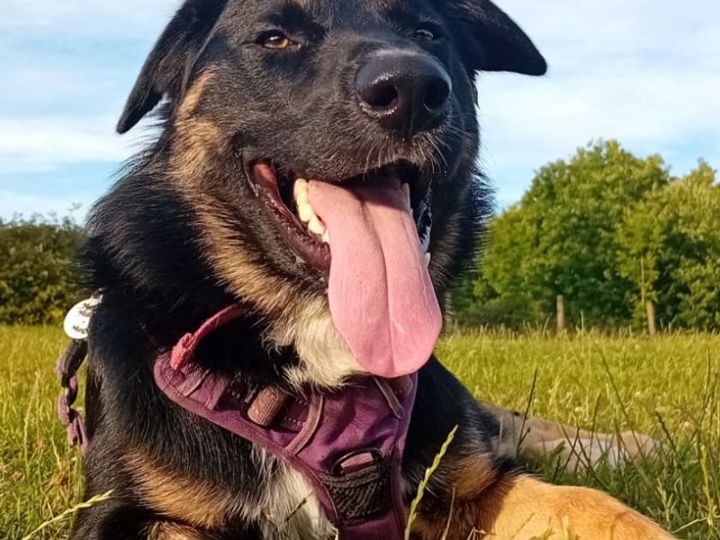 German Shepherd for adoption in Newton Tony, Wiltshire – 11 months old