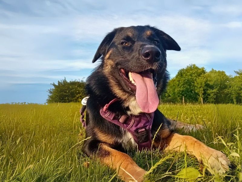 Yoshida | German Shepherd Dog Cross | Salisbury (Wiltshire) - 1