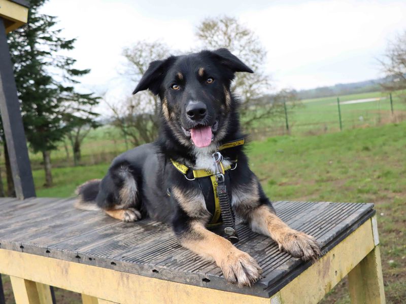 undefined | Collie (Border) Cross | undefined - 5