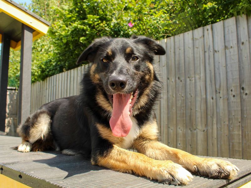 undefined | Collie (Border) Cross | undefined - 3