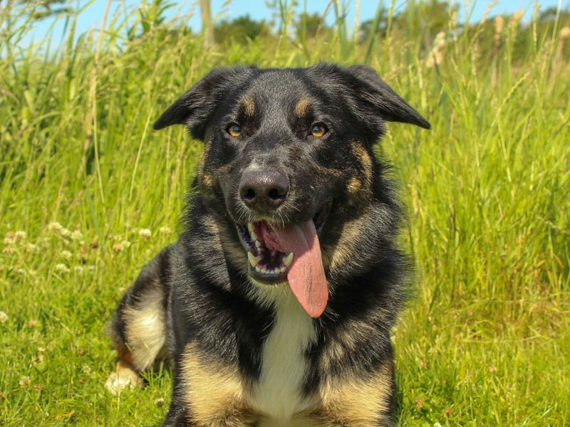 undefined | Collie (Border) Cross | undefined - 2