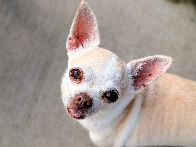 Olivia - Image 4 of 5