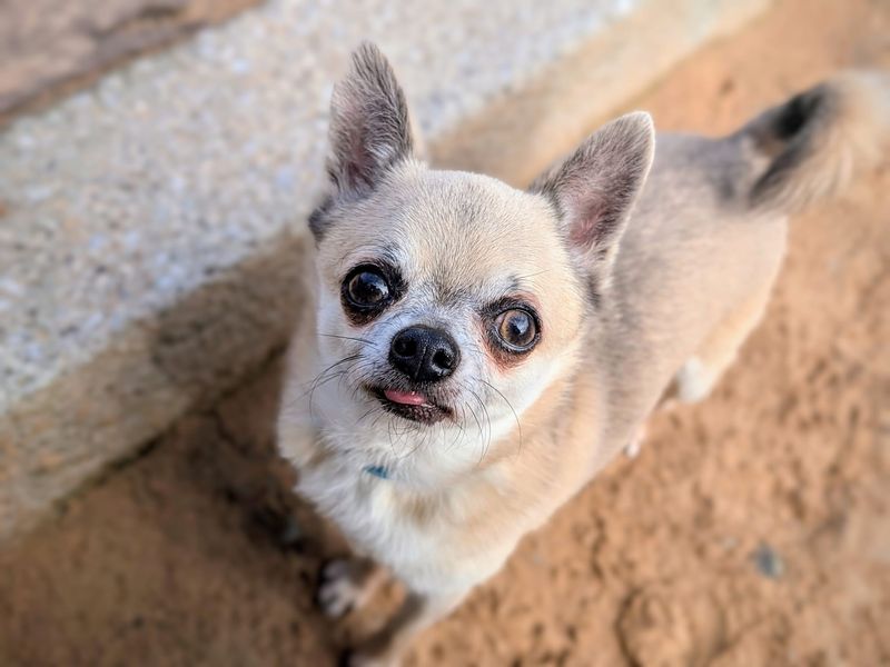 Olivia - Image 5 of 5