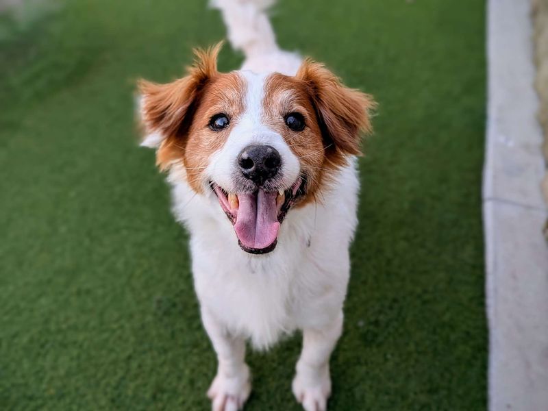 Arlo | Spaniel (English Springer) Cross | Cardiff - 1