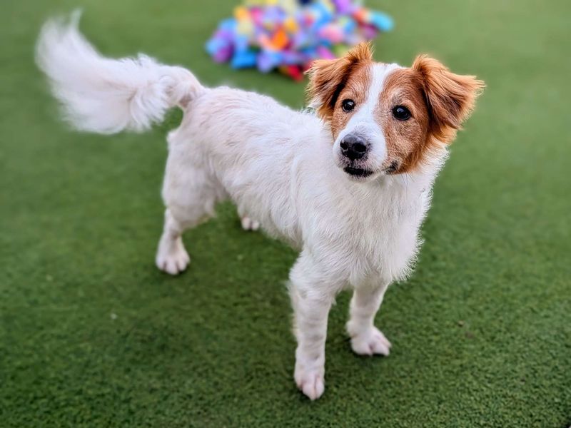 Jack Russell for adoption in Cardiff, Glamorgan – 12 years old - Image 4 of 4