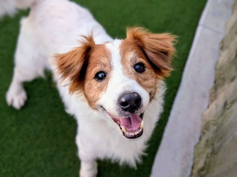 Jack Russell for adoption in Cardiff, Glamorgan – 12 years old - Image 3 of 4