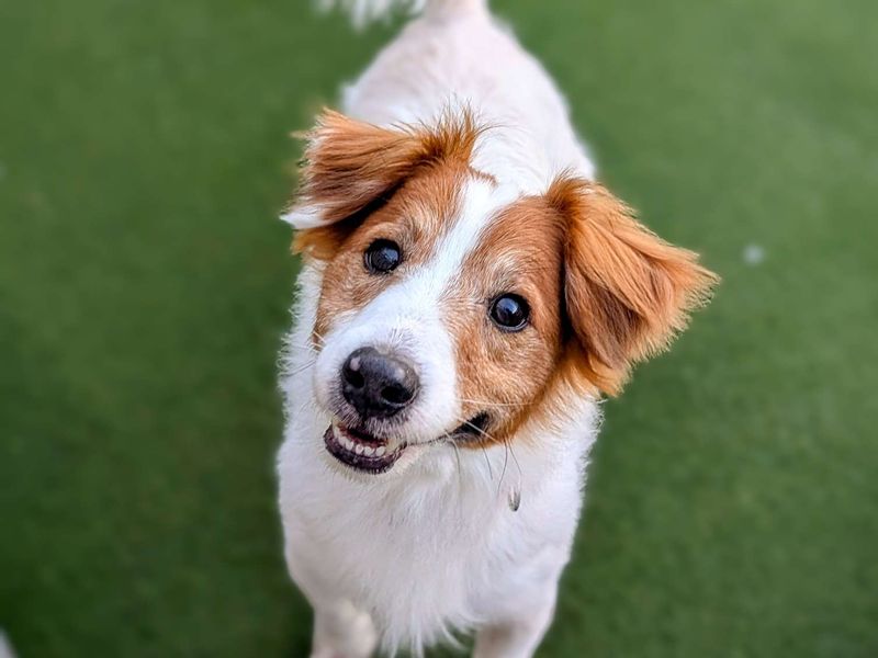 Jack Russell for adoption in Cardiff, Glamorgan – 12 years old - Image 2 of 4