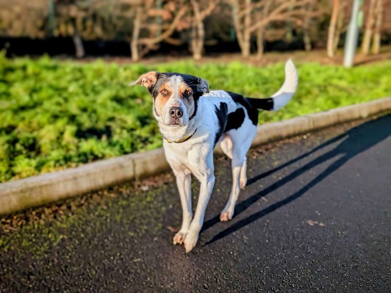 Charlie for sale in Cardiff, Glamorgan | Image 2
