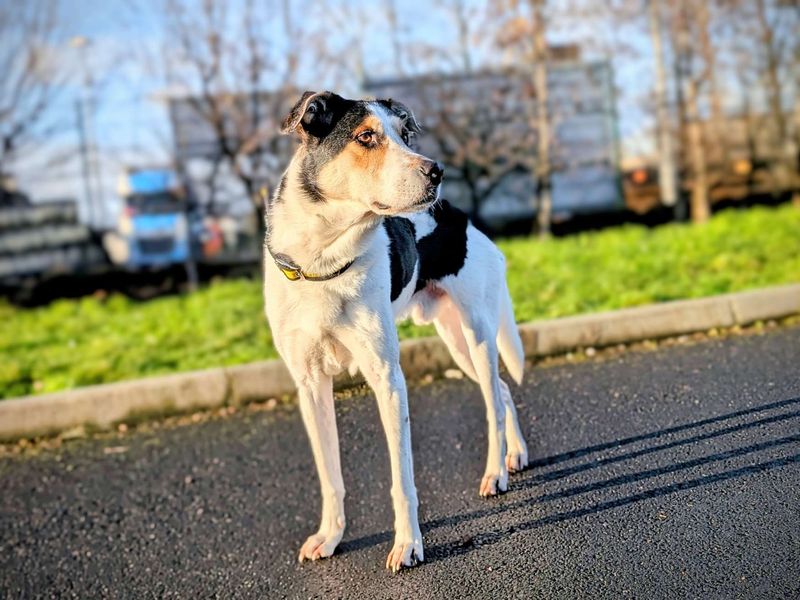 Charlie for sale in Cardiff, Glamorgan | Image 3