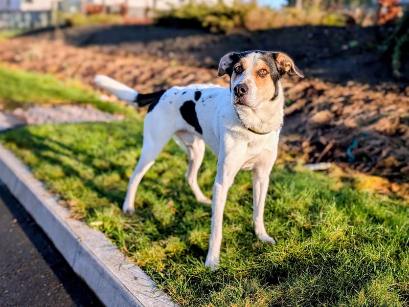 Charlie for sale in Cardiff, Glamorgan | Image 4
