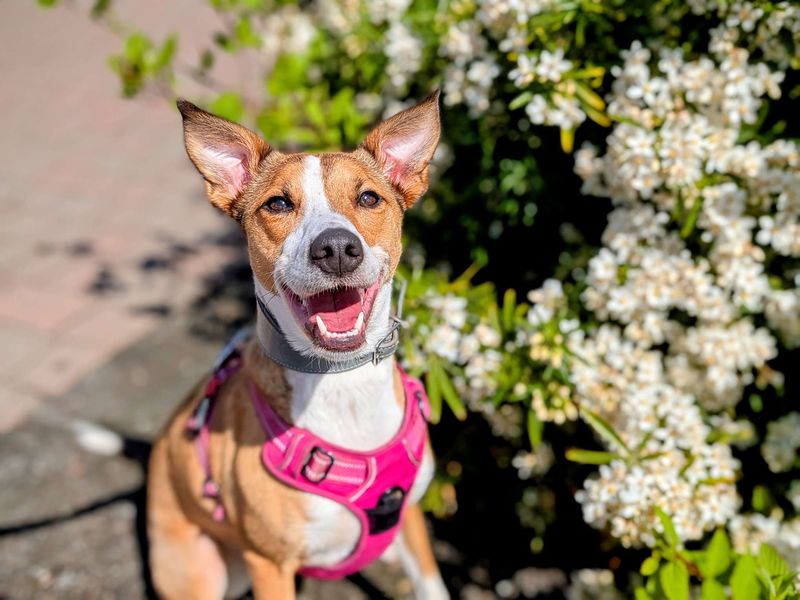 Suki | Lurcher | Cardiff - 1