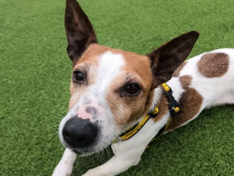 Jack Russell Terrier for adoption in West Calder, West Lothian – 8 years old - Image 2 of 2