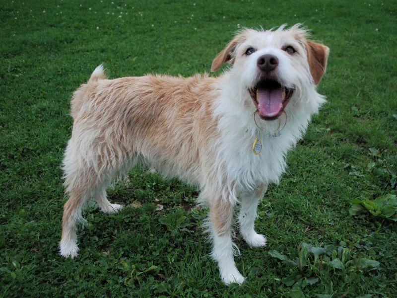 Jack Russell Terrier for adoption in Newbury, Berks – 4 years old - Image 4 of 7