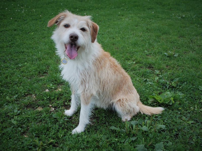 Jack Russell Terrier for adoption in Newbury, Berks – 4 years old - Image 6 of 7