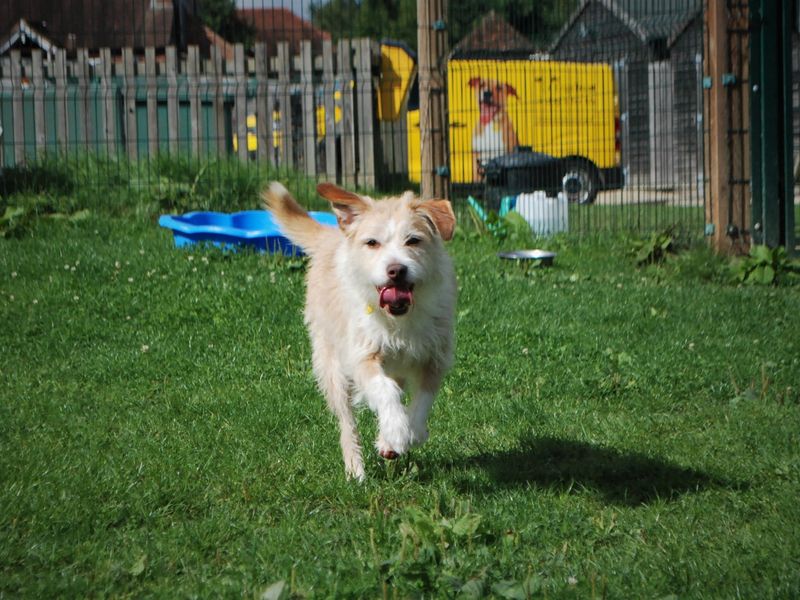 Jack Russell Terrier for adoption in Newbury, Berks – 4 years old - Image 7 of 7