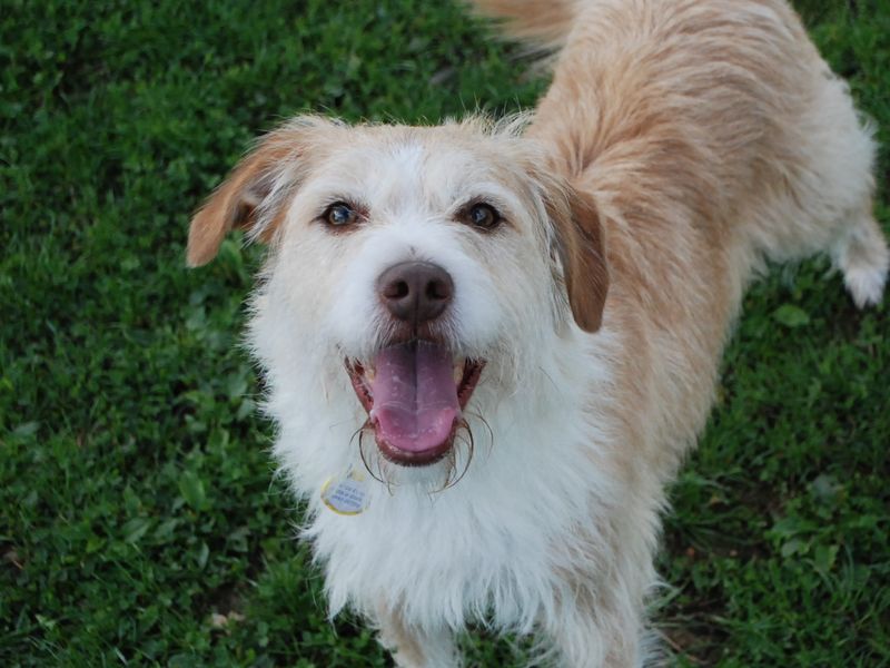 Jack Russell Terrier for adoption in Newbury, Berks – 4 years old - Image 3 of 7