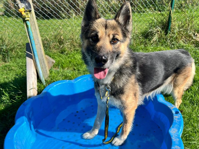 German Shepherd for adoption in Chestfield, Kent – 5 years old - Image 4 of 4