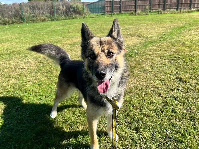 German Shepherd for adoption in Chestfield, Kent – 5 years old - Image 2 of 4