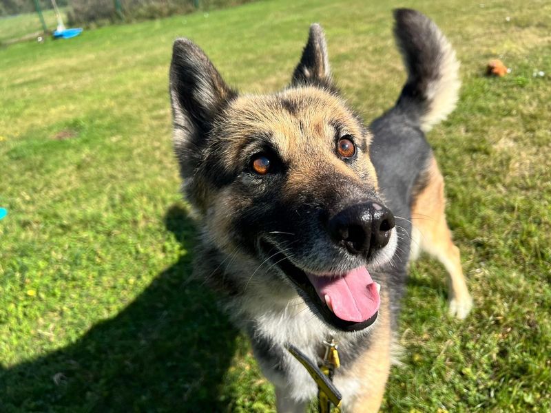 German Shepherd for adoption in Chestfield, Kent – 5 years old - Image 3 of 4