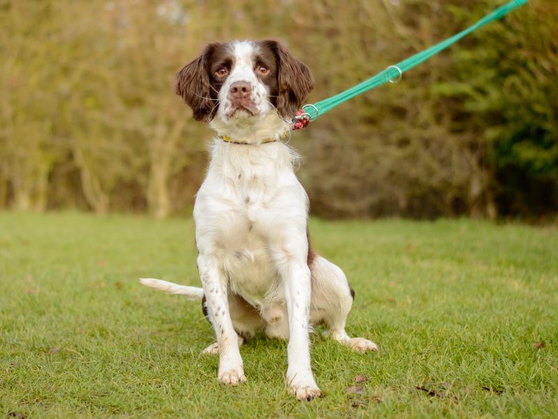 Marley for sale in Kenilworth, Warks | Image 2